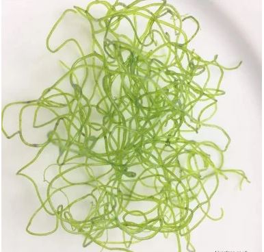 EcoSPHERE用 ジュズモ (送料込み)