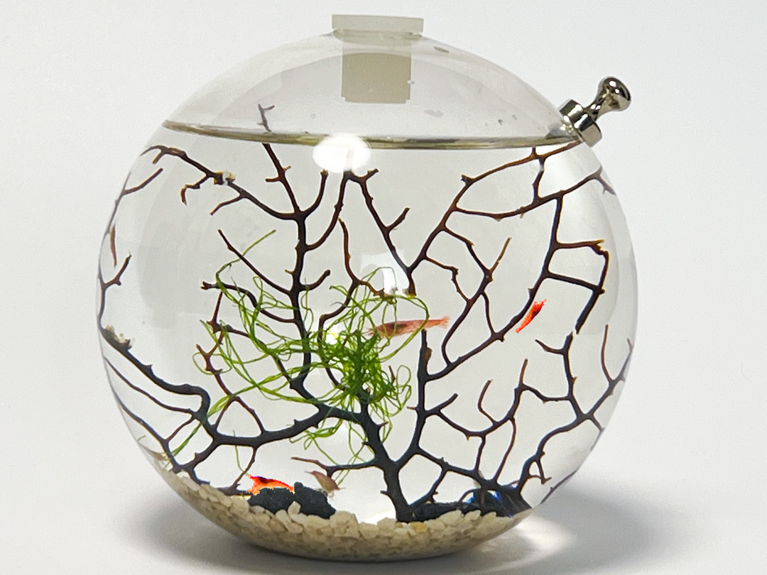 EcoSPHERE　基本飼育セット
